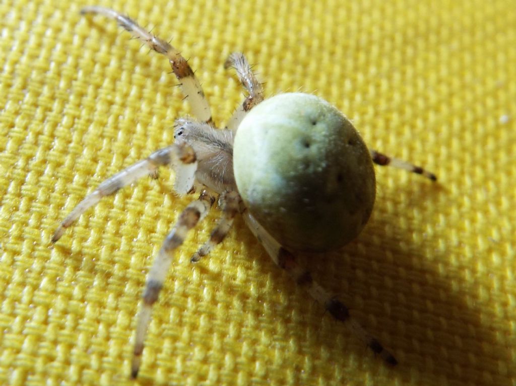 Araneidae: Araneus quadratus  - Vigo di Fassa  (TN)