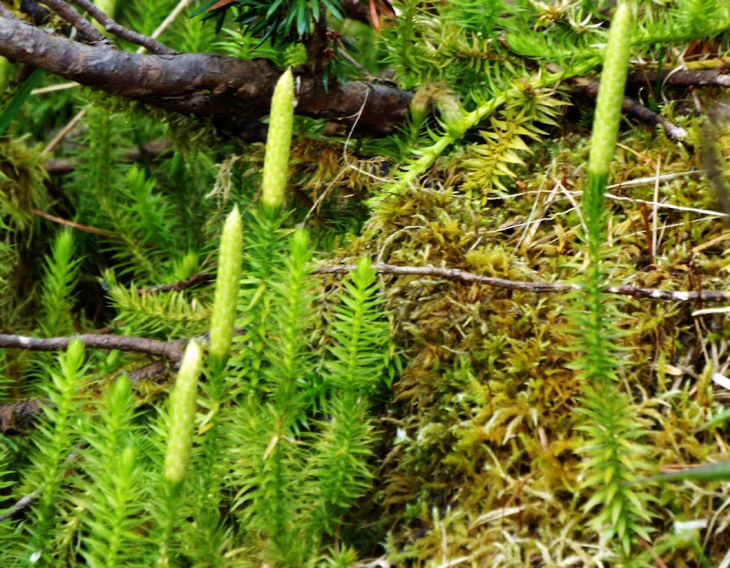 Lycopodium annotinum / Licopodio annotino