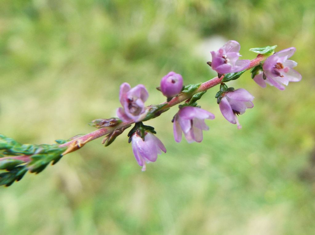 Calluna vulgaris / Brugo  (Ericaceae)