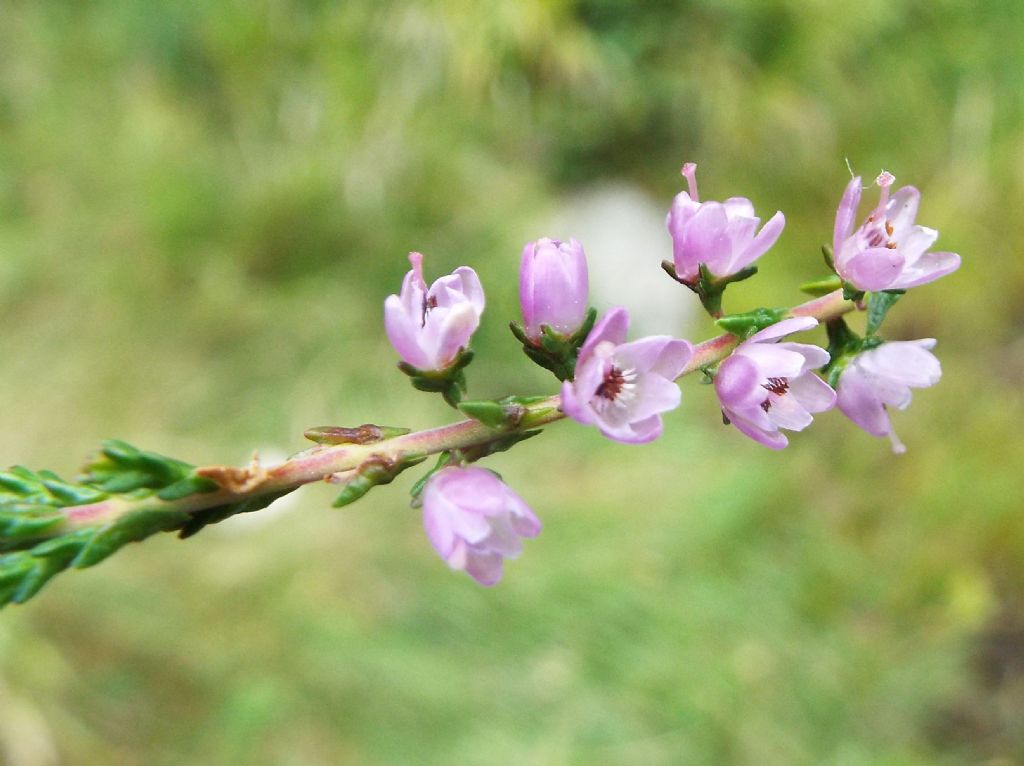 Calluna vulgaris / Brugo  (Ericaceae)