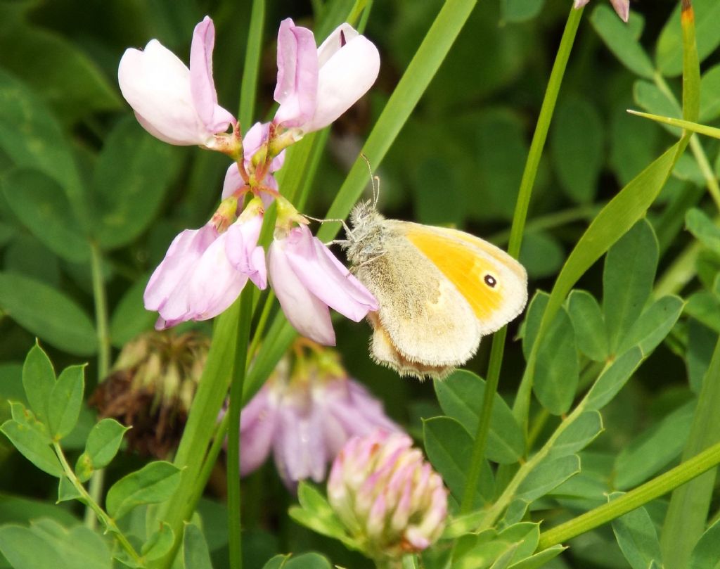 Nymphalidae Satyrinae: Coenonympha pamphilus ?  S  !