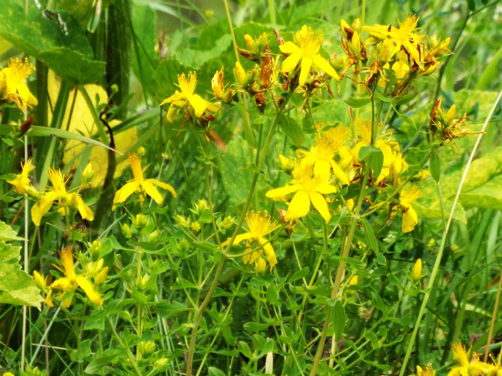 Quale iperico? Hypericum maculatum