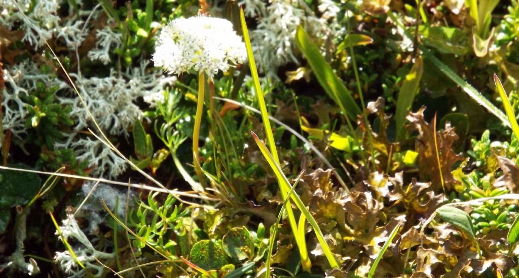 Pachypleurum (= Ligusticum) mutellinoides  (Apiaceae)
