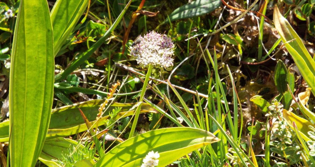 Pachypleurum (= Ligusticum) mutellinoides  (Apiaceae)