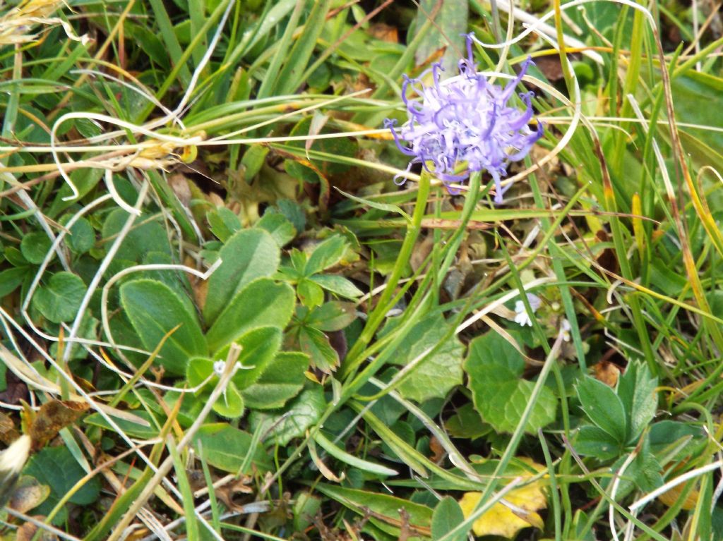 Phyteuma cfr. hemisphaericum (Campanulaceae)