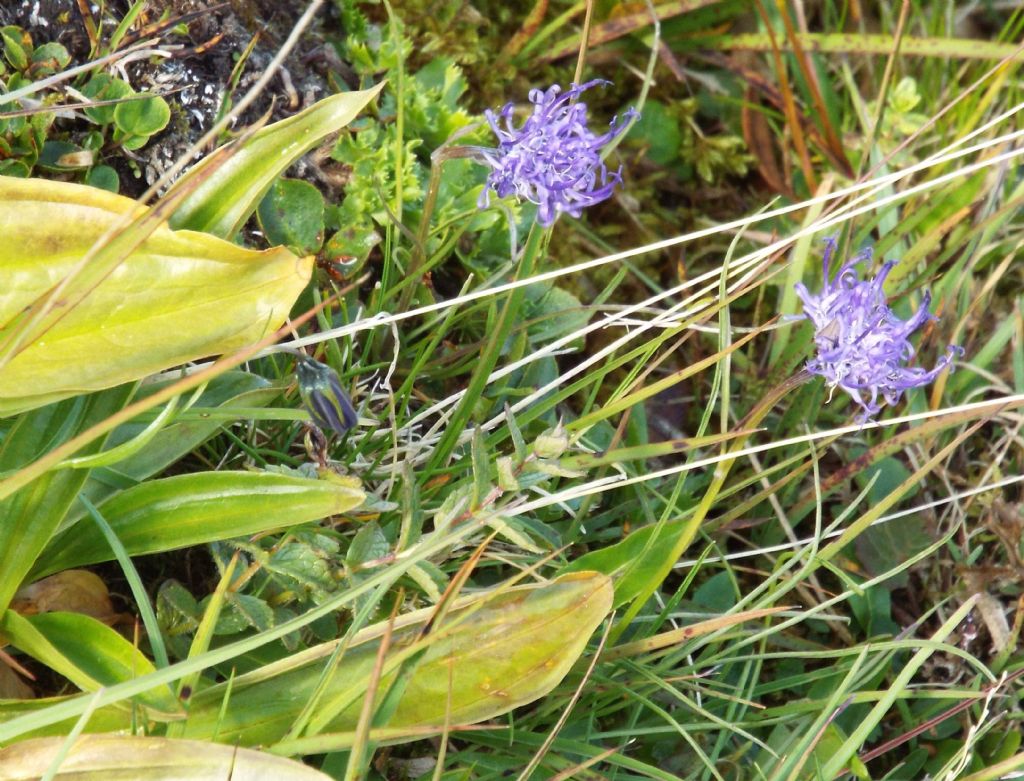 Phyteuma cfr. hemisphaericum (Campanulaceae)