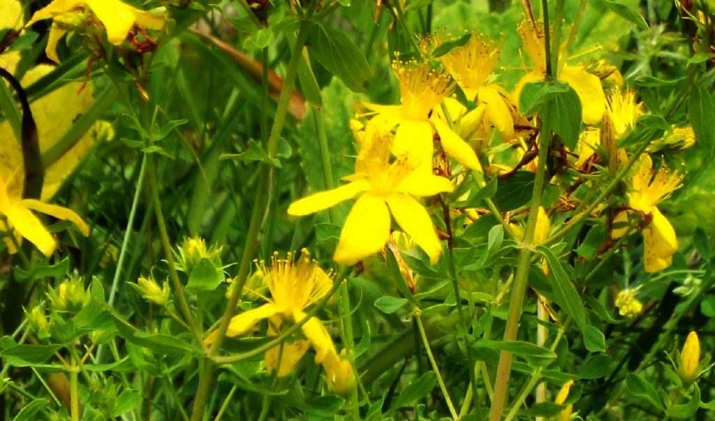 Quale iperico? Hypericum maculatum