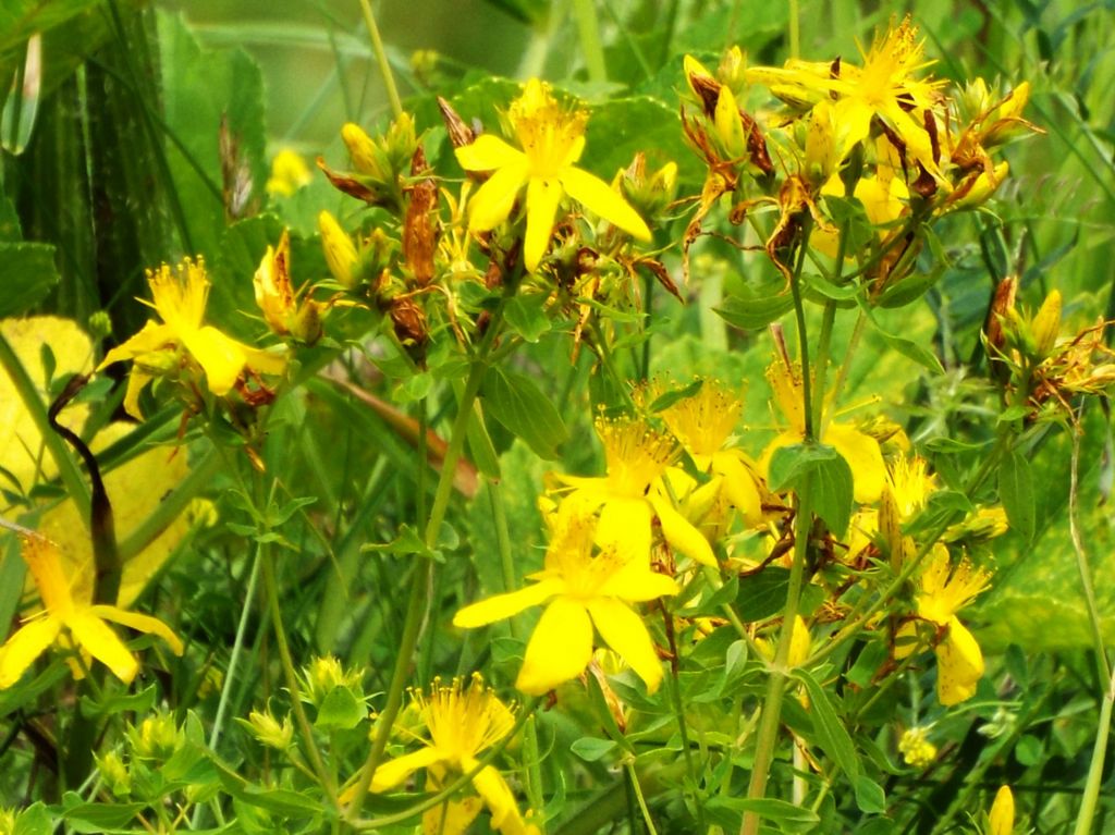 Quale iperico? Hypericum maculatum