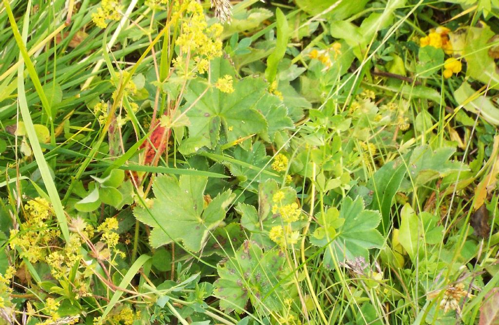 Alchemilla sp.  (Rosaceae)