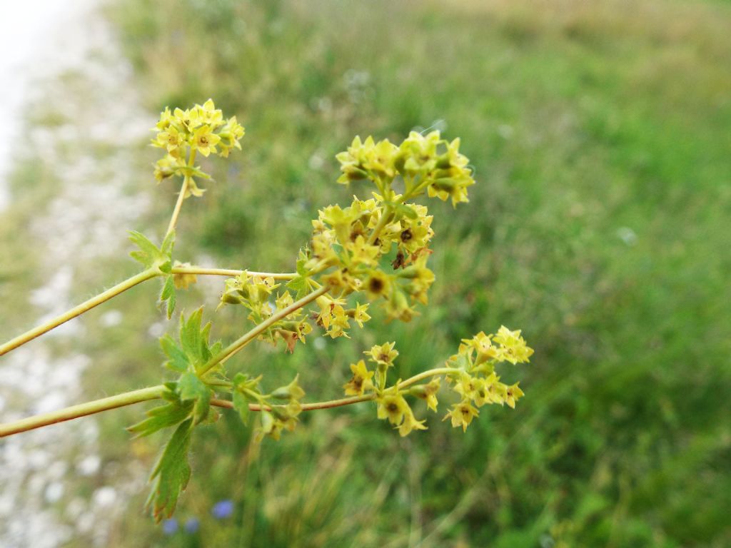 Alchemilla sp.  (Rosaceae)