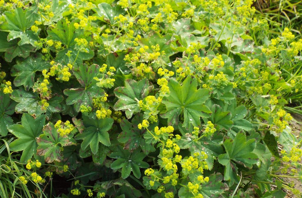 Alchemilla sp.  (Rosaceae)