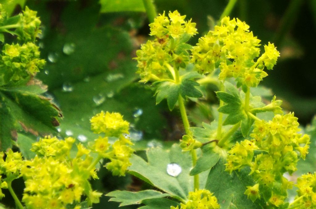 Alchemilla sp.  (Rosaceae)