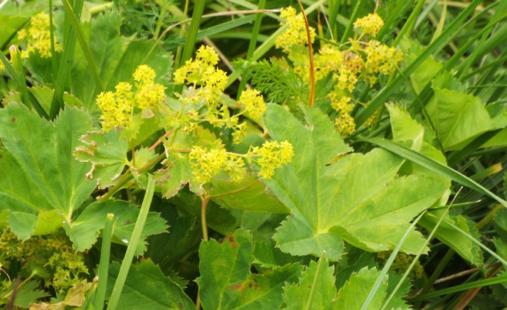 Alchemilla sp.  (Rosaceae)