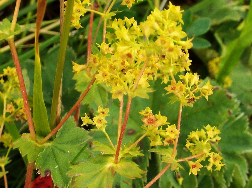 Alchemilla sp.  (Rosaceae)