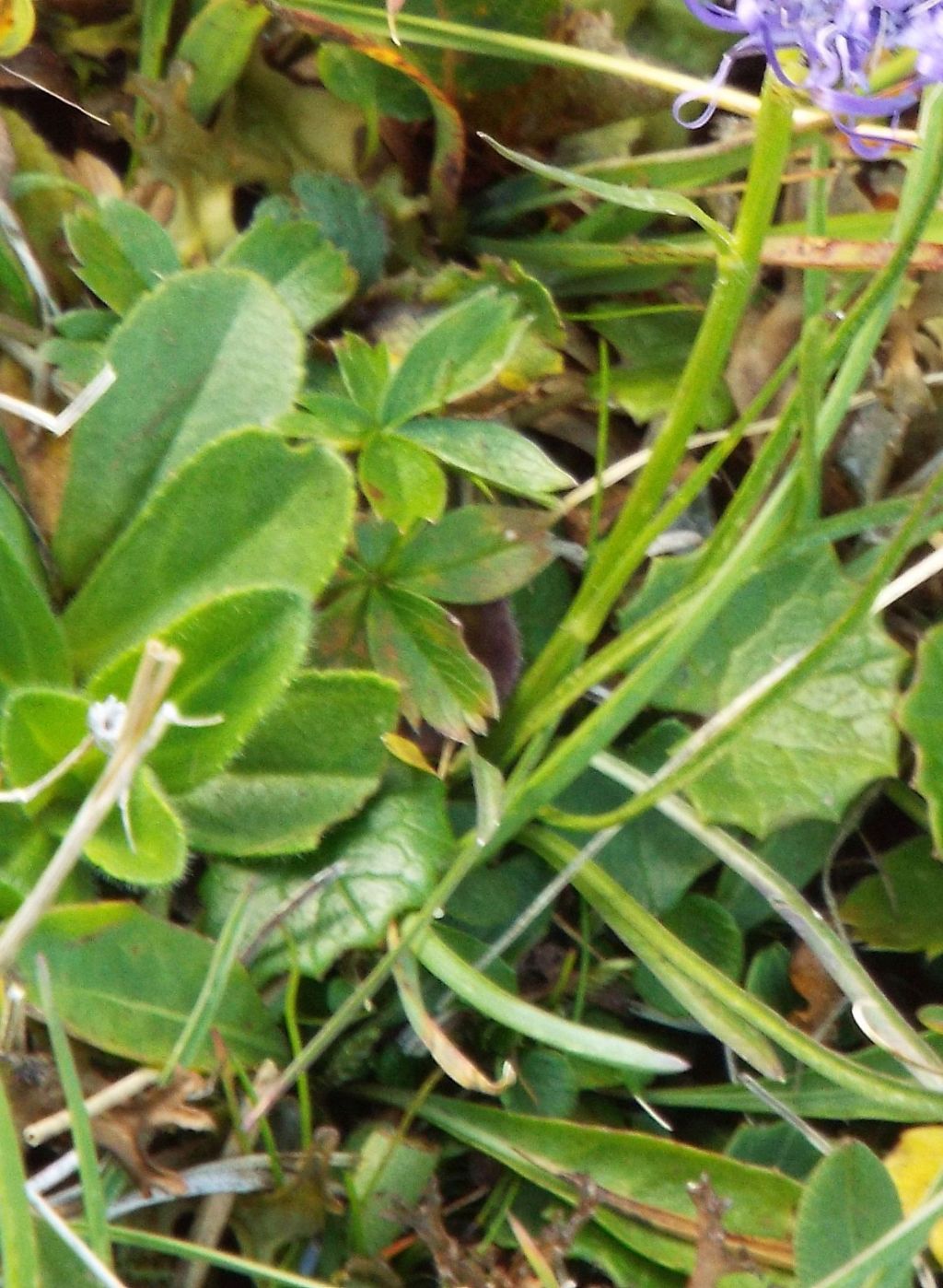 Phyteuma cfr. hemisphaericum (Campanulaceae)