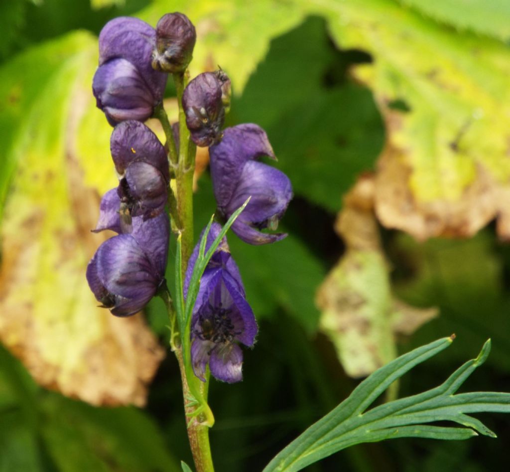 Aconitum cfr. napellus (Ranunculaceae)