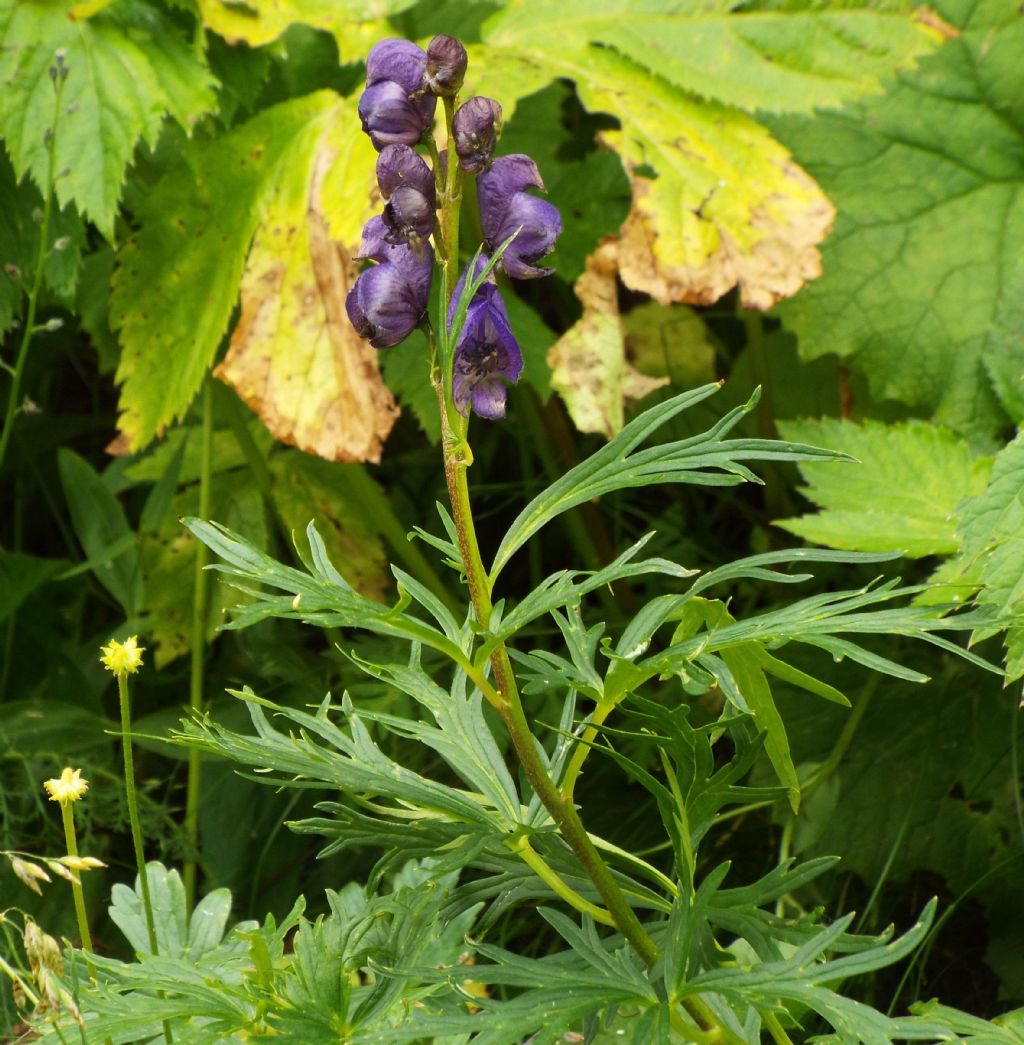 Aconitum cfr. napellus (Ranunculaceae)