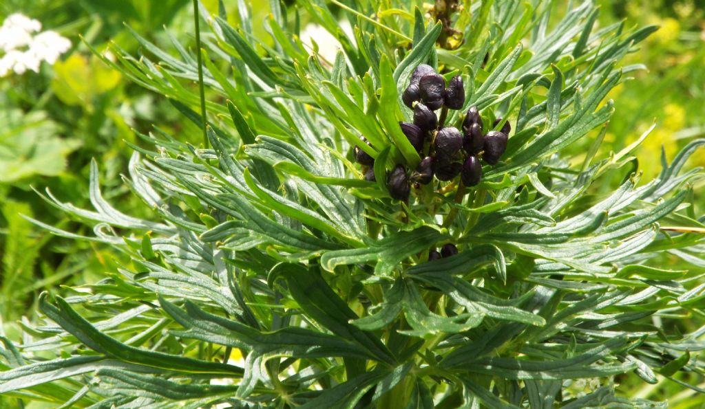 Aconitum cfr. napellus (Ranunculaceae)