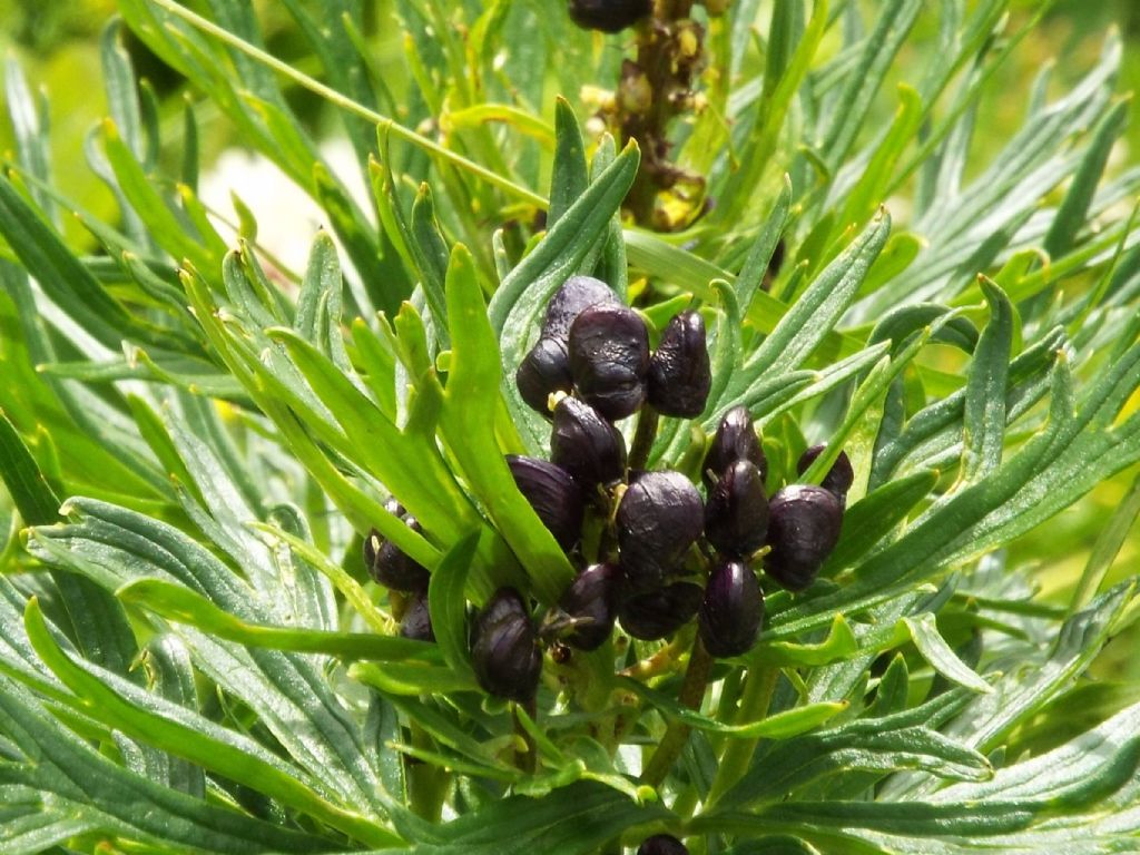 Aconitum cfr. napellus (Ranunculaceae)