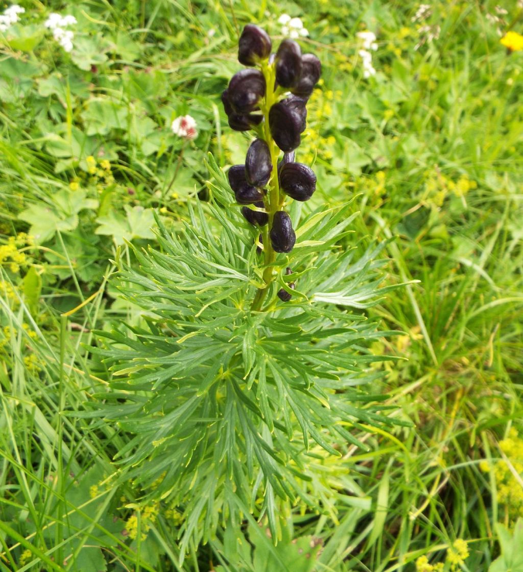 Aconitum cfr. napellus (Ranunculaceae)