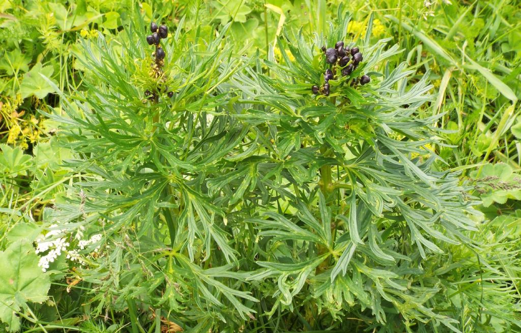 Aconitum cfr. napellus (Ranunculaceae)