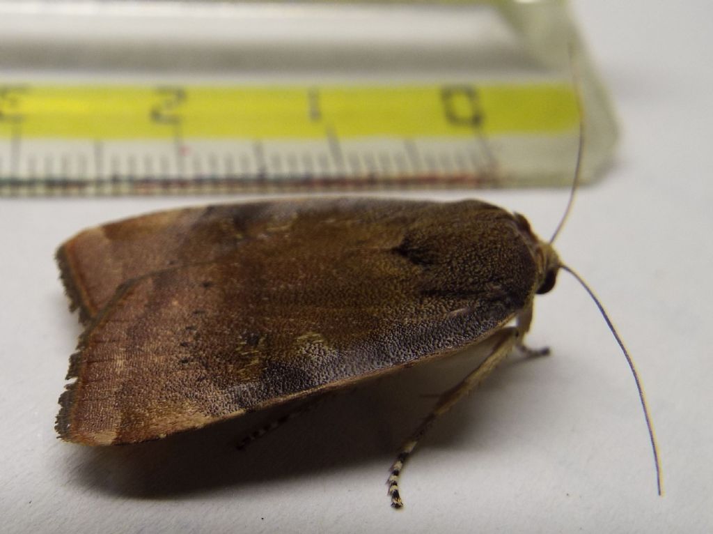 Noctuidae:  Noctua janthe o Noctua janthina