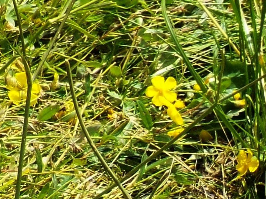 Helianthemum cfr. nummularium e Helianthemum oelandicum (Cistaceae)