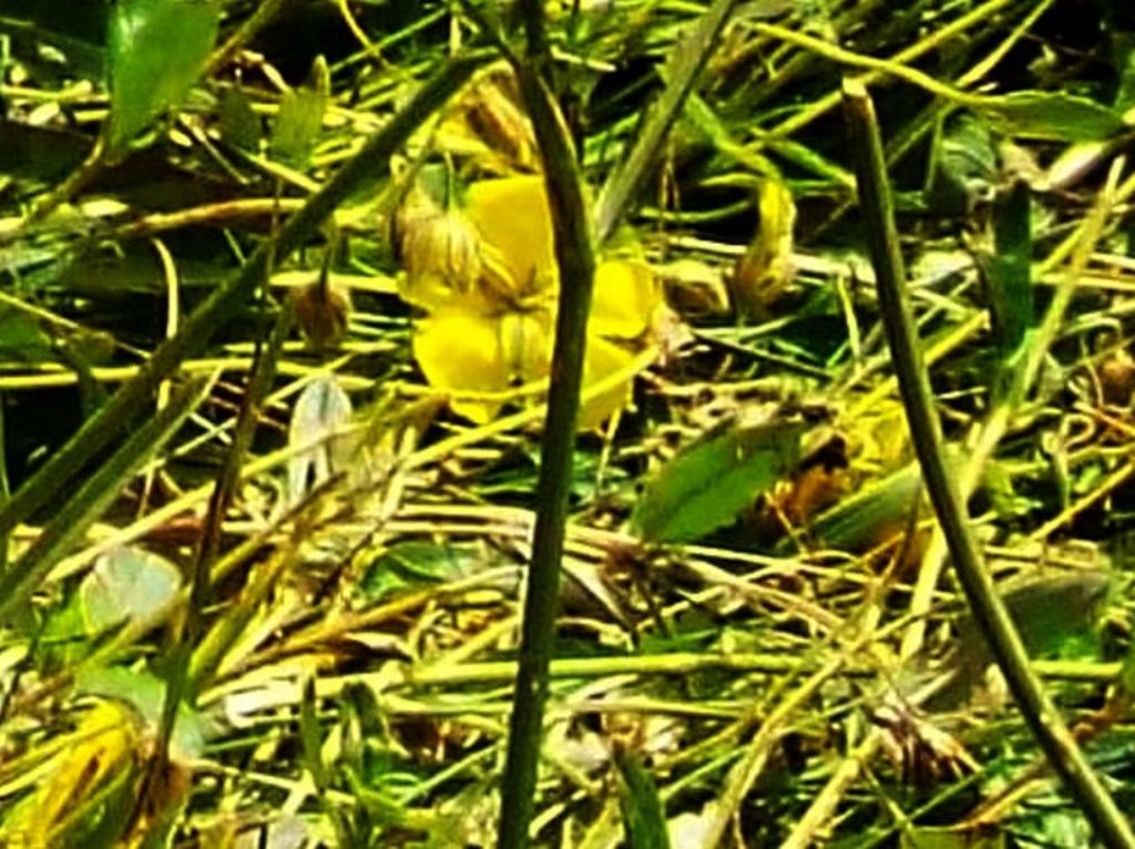 Helianthemum cfr. nummularium e Helianthemum oelandicum (Cistaceae)