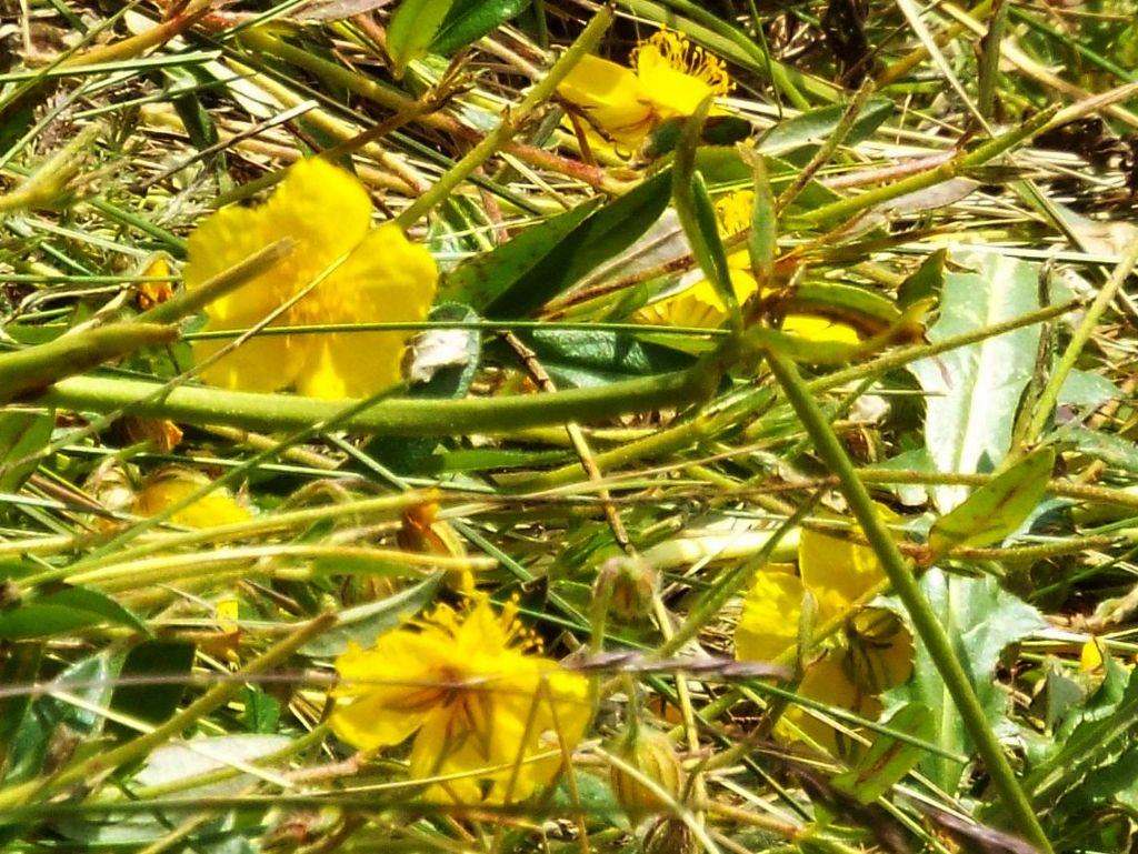 Helianthemum cfr. nummularium e Helianthemum oelandicum (Cistaceae)