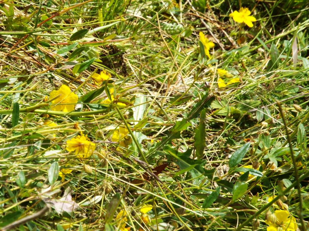 Helianthemum cfr. nummularium e Helianthemum oelandicum (Cistaceae)