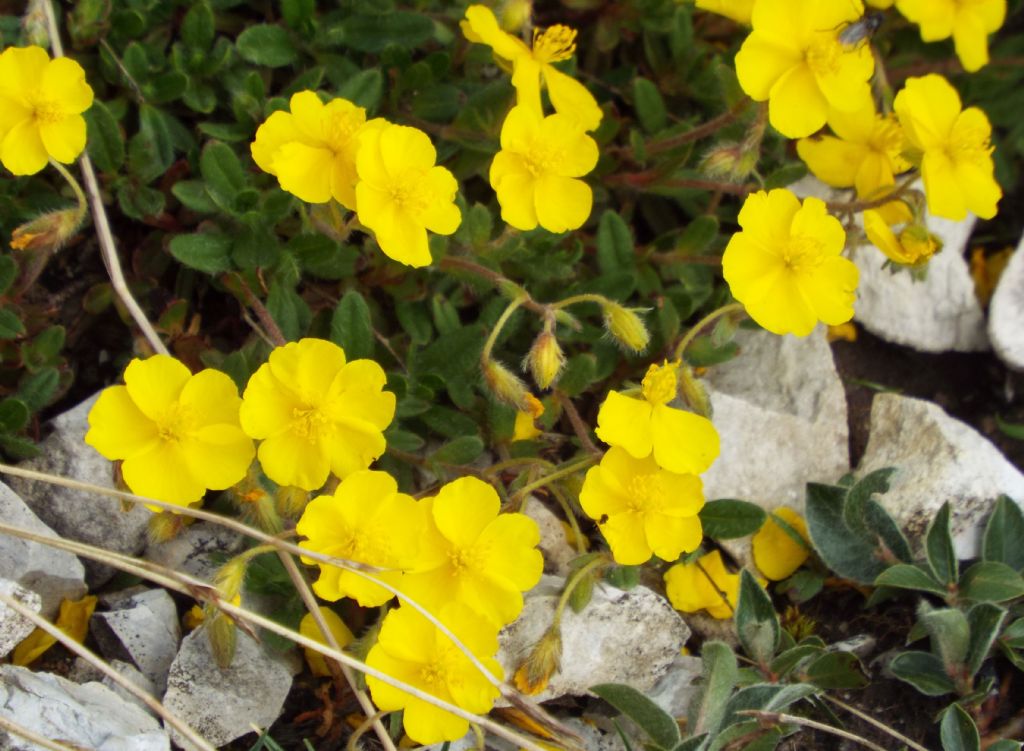 Helianthemum cfr. nummularium e Helianthemum oelandicum (Cistaceae)