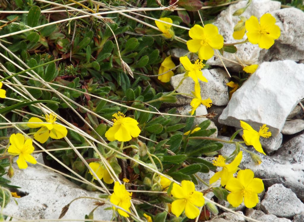 Helianthemum cfr. nummularium e Helianthemum oelandicum (Cistaceae)