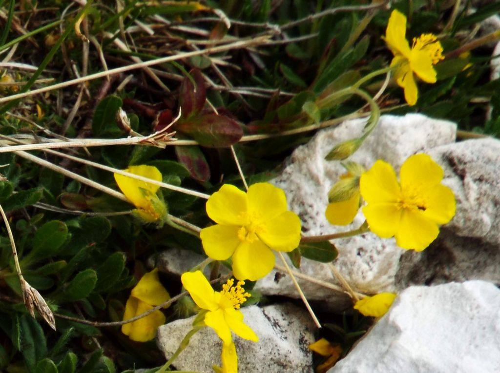 Helianthemum cfr. nummularium e Helianthemum oelandicum (Cistaceae)