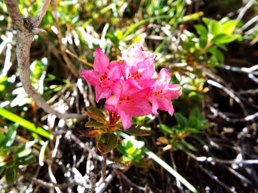 Rhododendron hirsutum (Ericaceae)