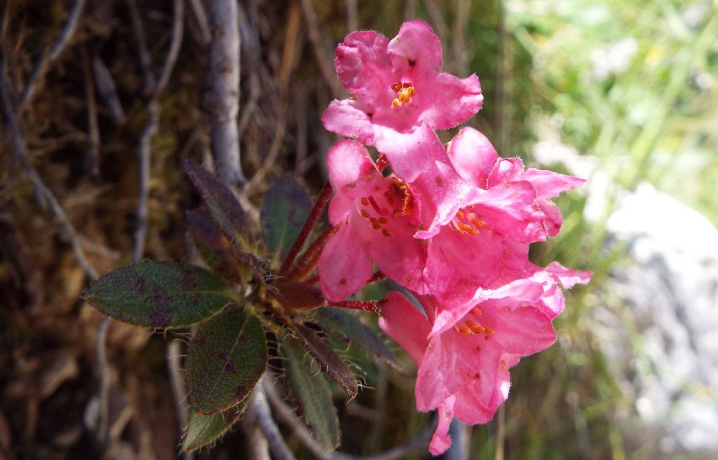 Rhododendron hirsutum (Ericaceae)