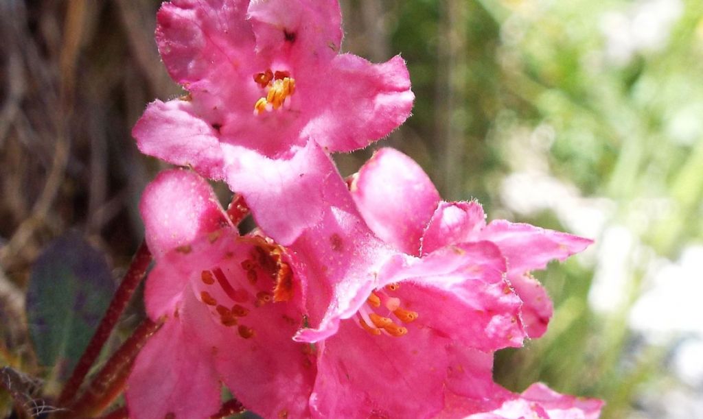 Rhododendron hirsutum (Ericaceae)