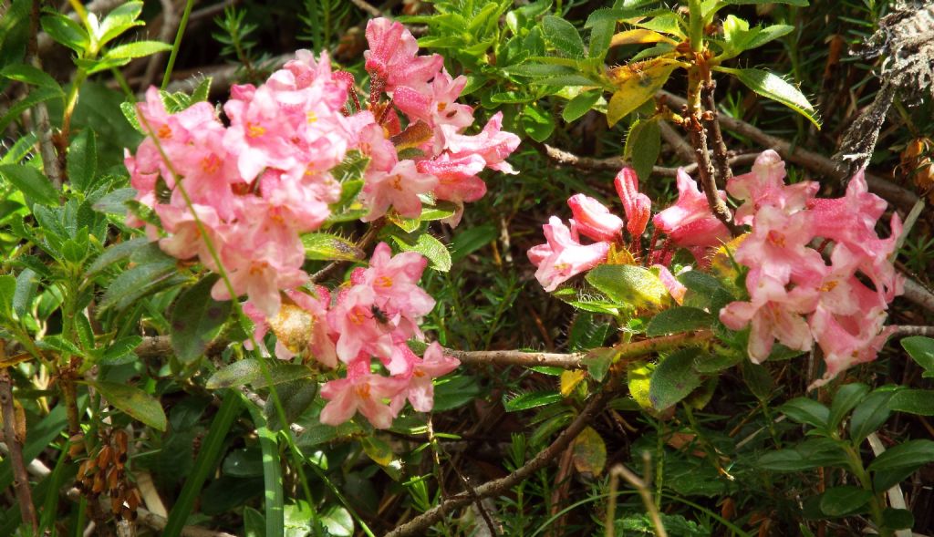 Rhododendron hirsutum (Ericaceae)