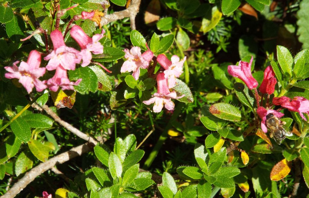 Rhododendron hirsutum (Ericaceae)