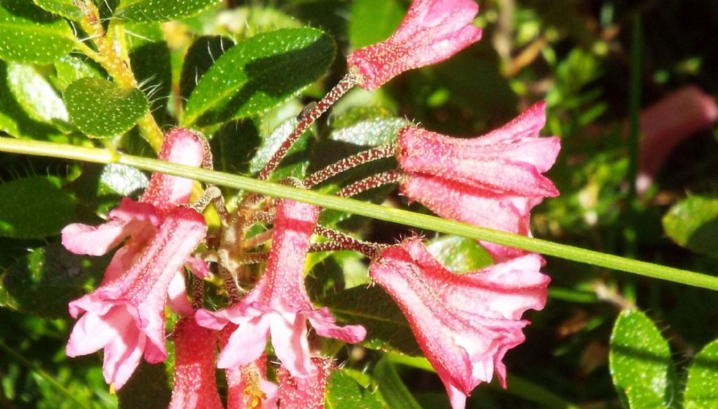 Rhododendron hirsutum (Ericaceae)