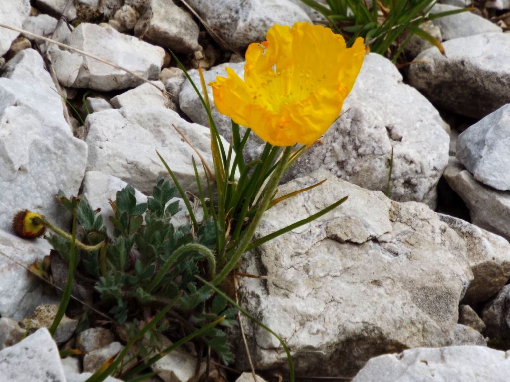 Papaver alpinum / Papavero alpino