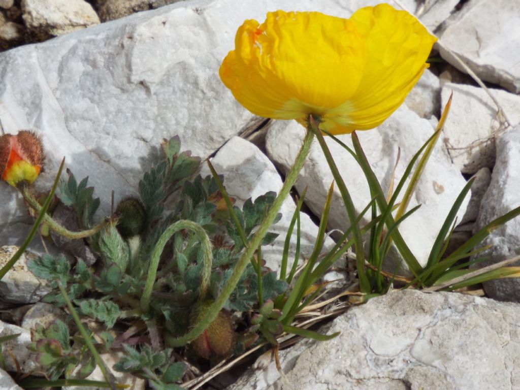 Papaver alpinum / Papavero alpino