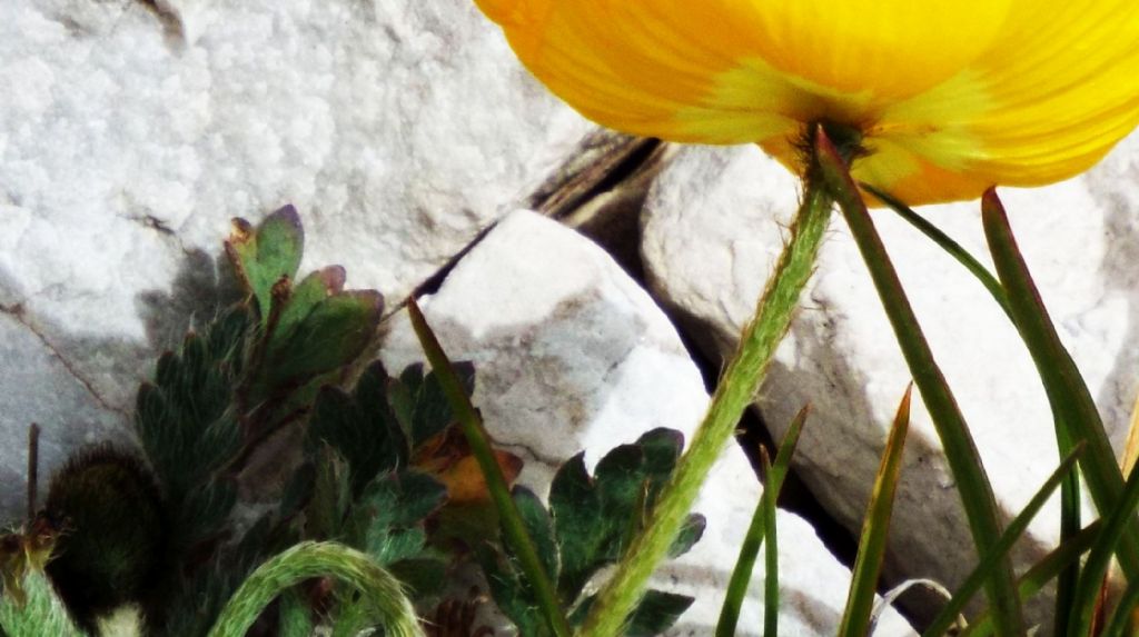 Papaver alpinum / Papavero alpino