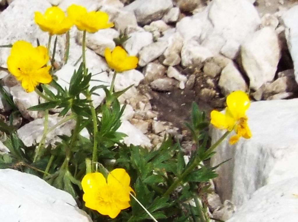 Ranunculus gr. montanus