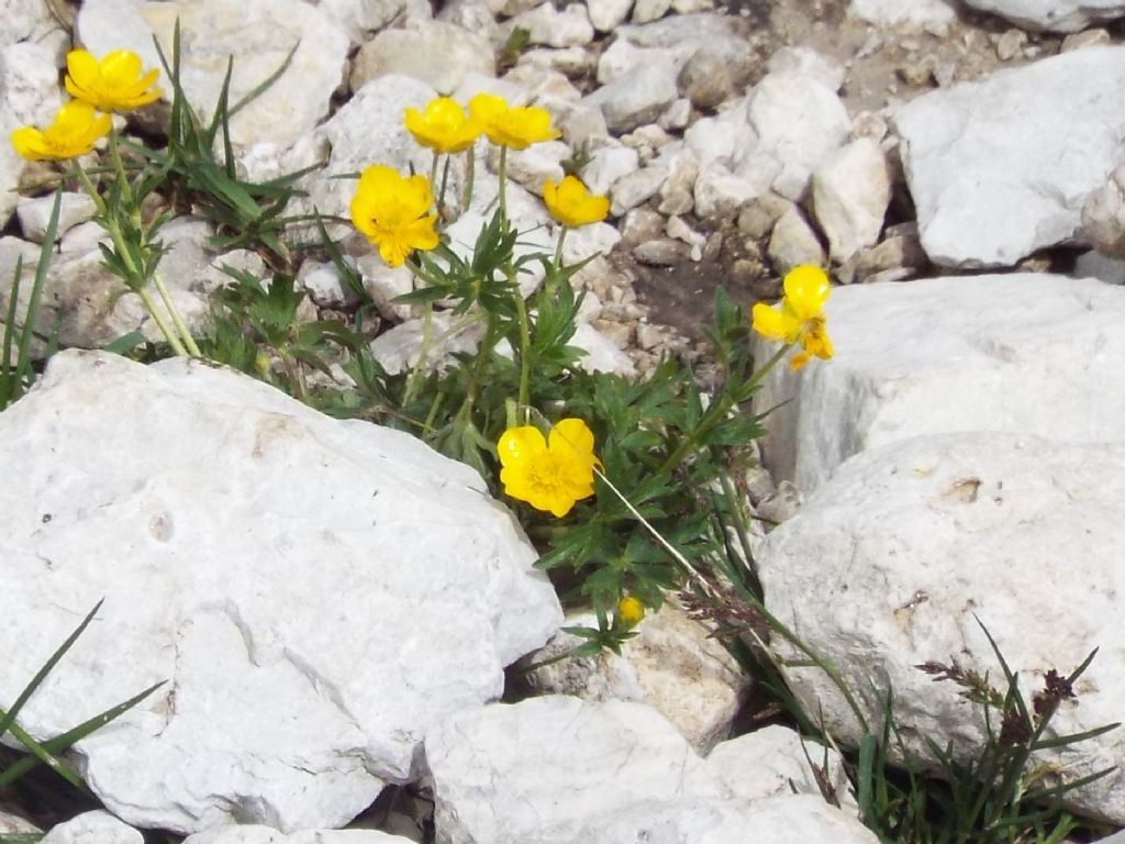 Ranunculus gr. montanus