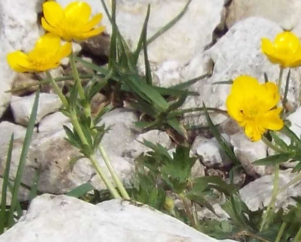 Ranunculus gr. montanus