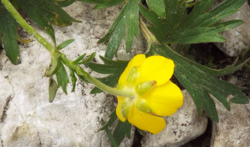 Ranunculus gr. montanus