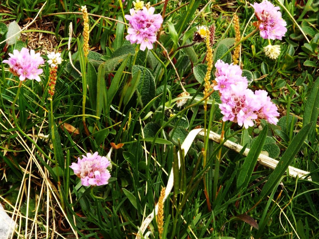 Armeria alpina / Spillone alpino