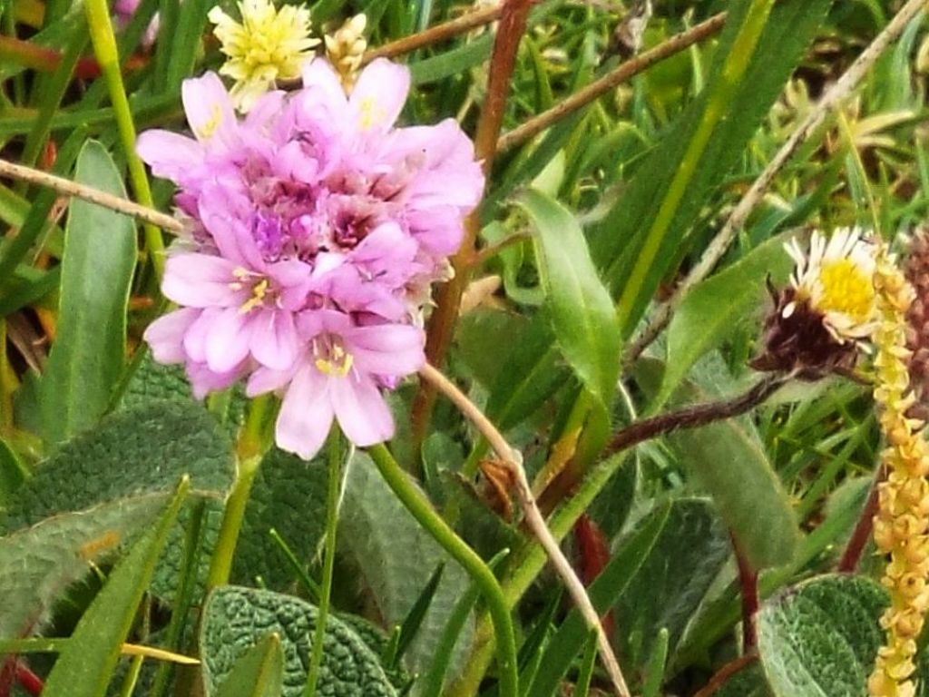 Armeria alpina / Spillone alpino