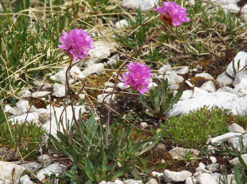 Armeria alpina / Spillone alpino