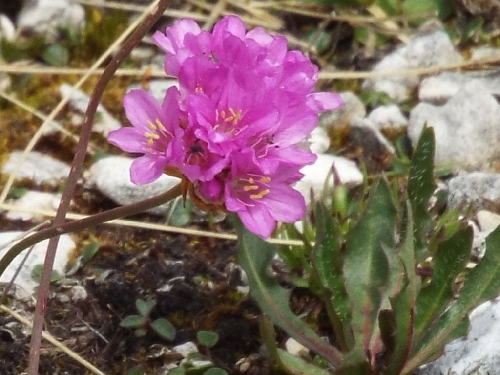 Armeria alpina / Spillone alpino